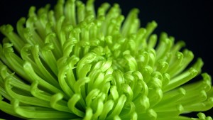 Fresh Cut Flowers