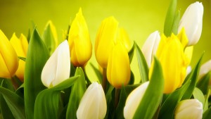Helliwell Flowers - Wholesale, Flowers, Plant & Sundries