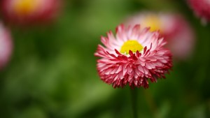 Helliwell Flowers - Wholesale, Flowers, Plant & Sundries