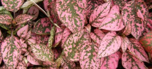 Helliwell Flowers - Wholesale, Flowers, Plant & Sundries